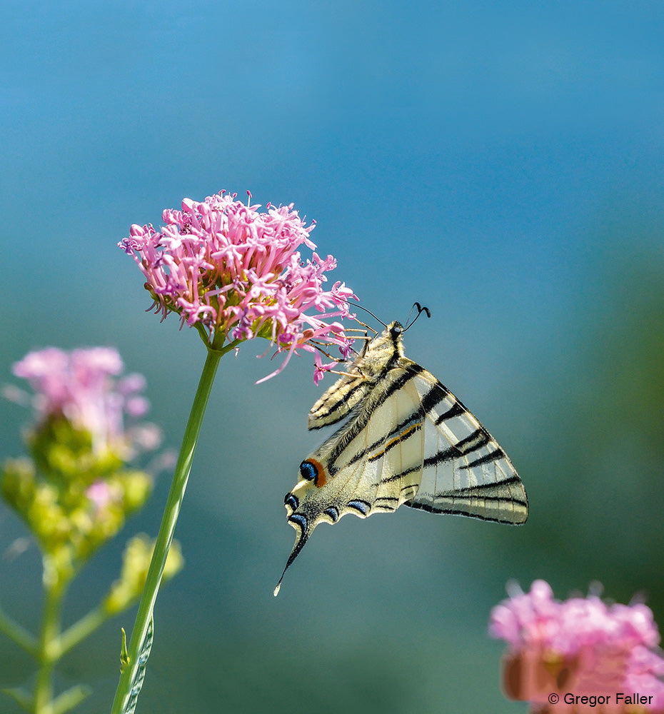 NaturFoto 6/2020 - Bild 6
