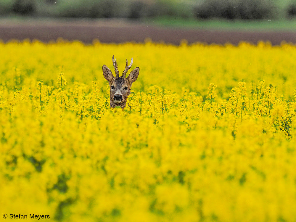 NaturFoto 6/2020 - Bild 4