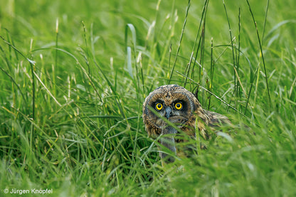NaturFoto 6/2020 - Bild 3