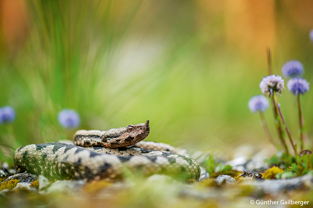 NaturFoto 7/2020 - Bild 4