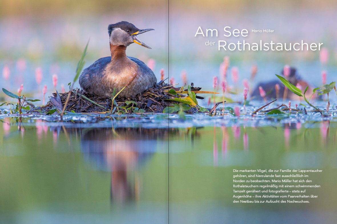 NaturFoto 3/2022 - Bild 4