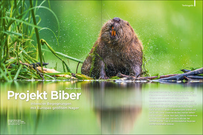 NaturFoto 3/2024 - Bild 2