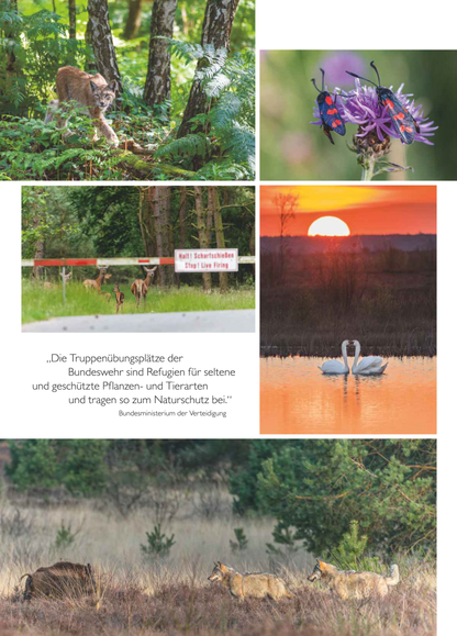 Natur und Kanonendonner – Truppenübungsplätze als Rückzugsorte für Flora und Fauna