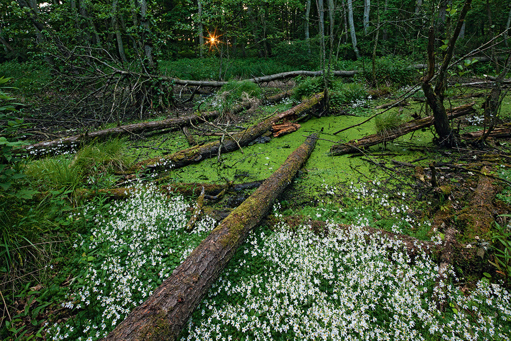 NEUE WILDNIS - Bild 9