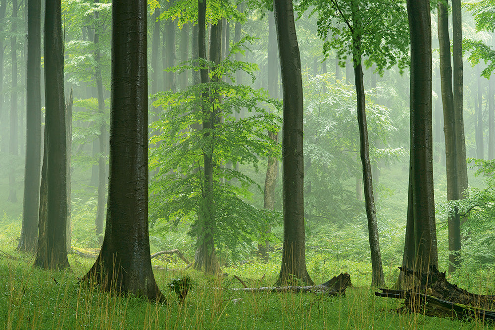 NEUE WILDNIS - Bild 10