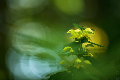 NEUE WILDNIS - Bild 4