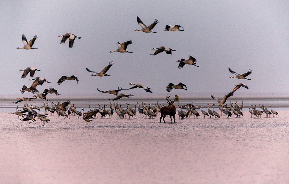 NEUE WILDNIS - Bild 5