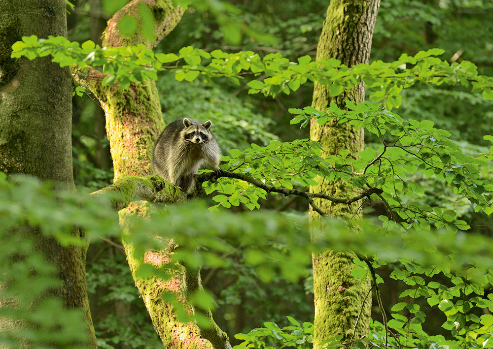 NEUE WILDNIS - Bild 8