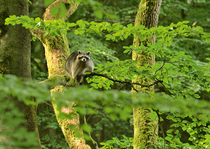 NEUE WILDNIS - Bild 8