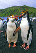 Pinguin Land - Bild 3