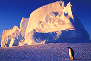 Pinguin Land - Bild 2
