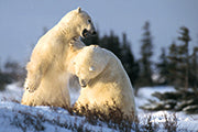 Polarbären - Bild 2