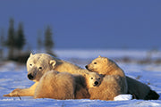 Polarbären - Bild 3
