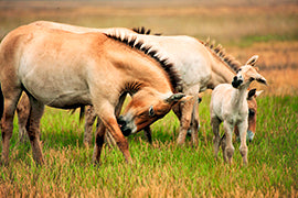 Przewalski Pferde - Bild 2