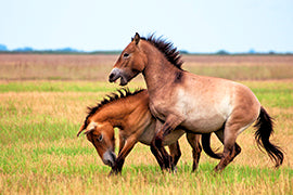 Przewalski Pferde - Bild 3