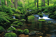 Nationalpark Bayerischer Wald - Bild 3