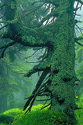 Nationalparks Harz - Bild 2