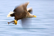 Seeadler im Aufwind - Bild 3