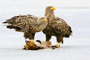 Seeadler im Aufwind - Bild 2