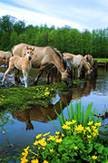 Wildpferde – Edition Quadra - Bild 2