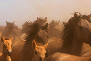 Wildpferde – Edition Quadra - Bild 3