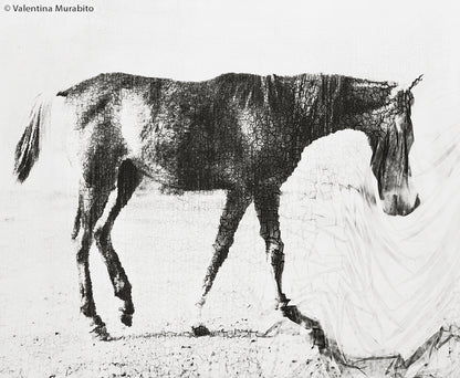 SCHWARZWEISS 136 - Bild 5