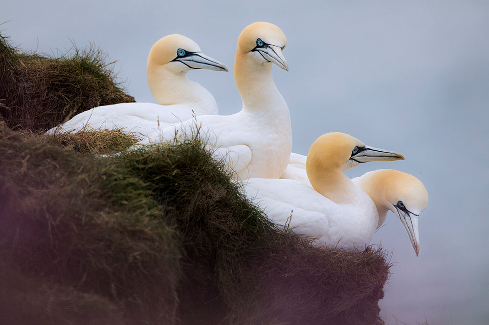 SCHOTTLAND - Bild 6
