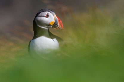 SCHOTTLAND - Bild 3