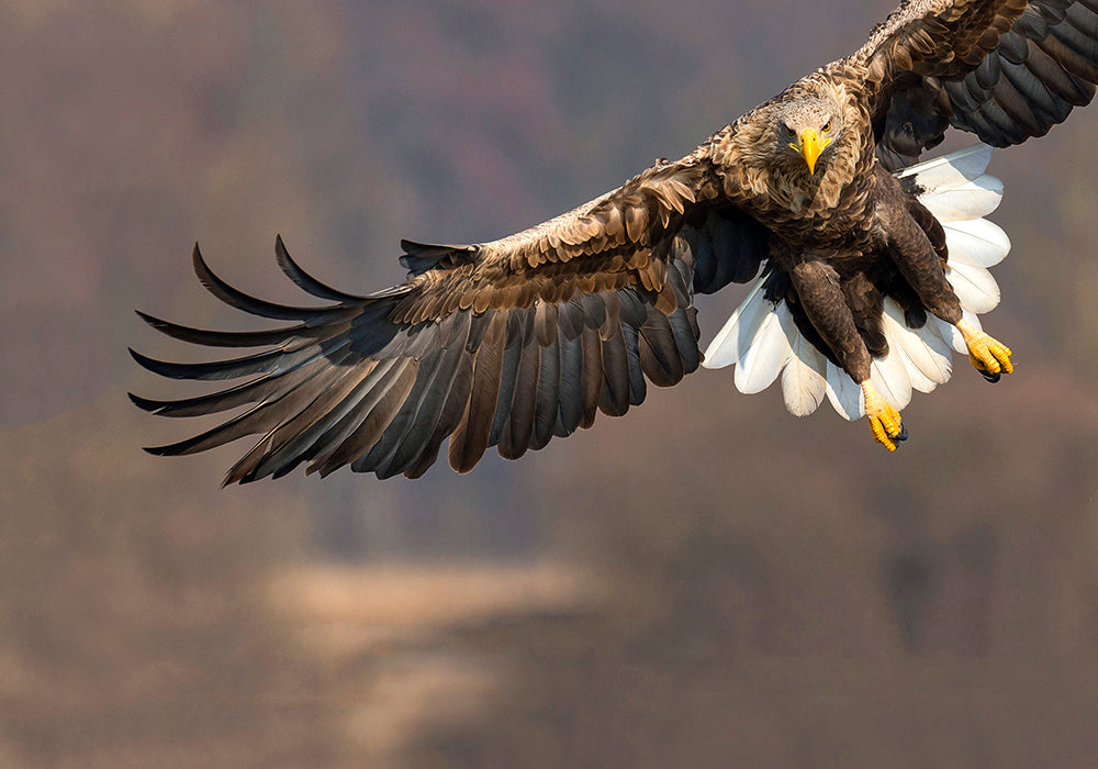 Seeadler - Bild 7