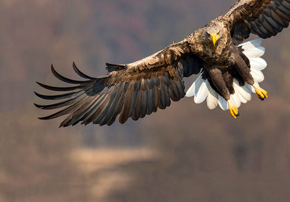 Seeadler - Bild 7