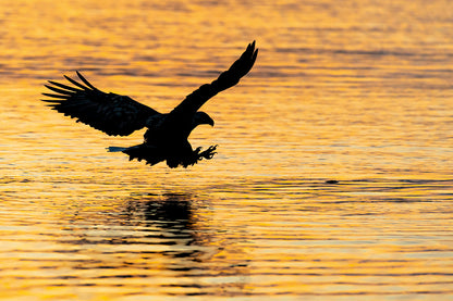 Seeadler - Bild 5