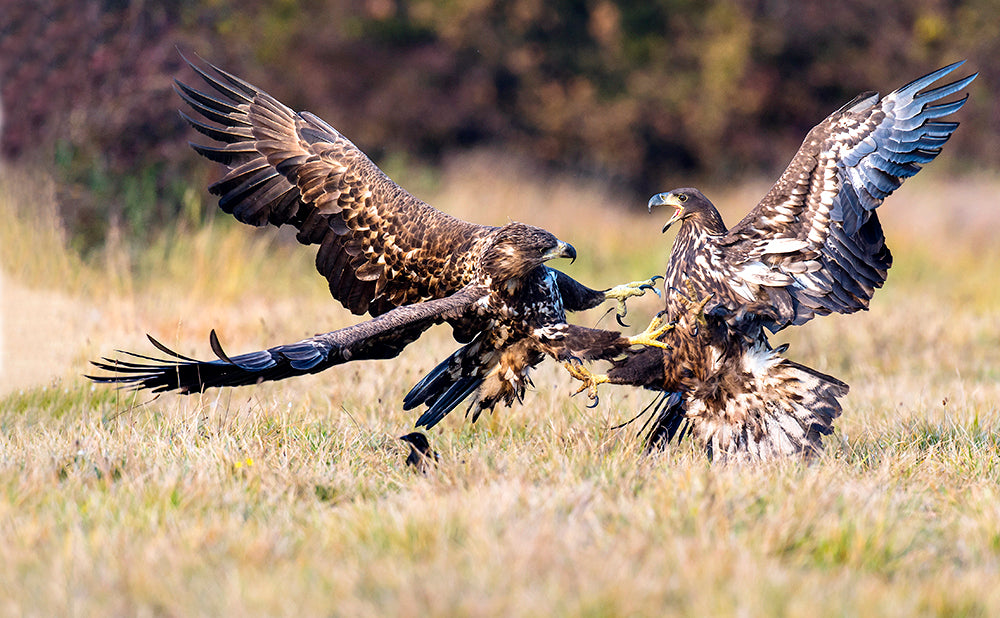 Seeadler - Bild 2