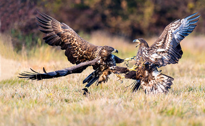 Seeadler - Bild 2