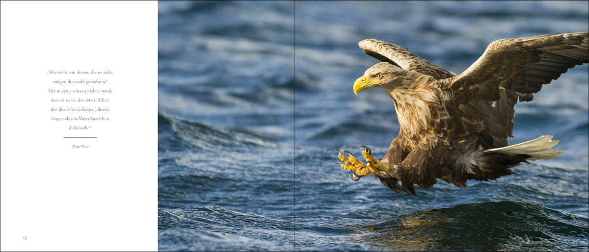 Seeadler - Bild 3