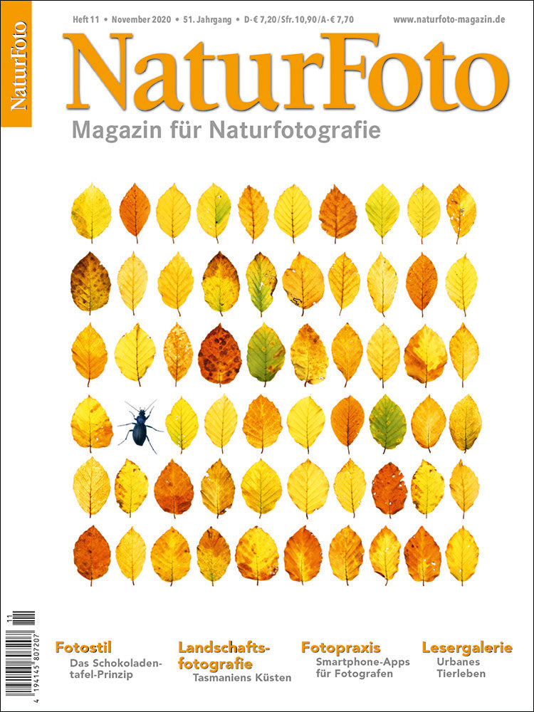 NaturFoto 11/2020 - Bild 7