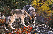 White Wolf - Bild 2