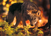 White Wolf - Bild 3