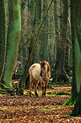 Wildpferde - Bild 3