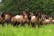 Wildpferde - Bild 2