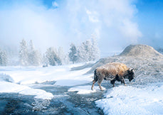 YELLOWSTONE