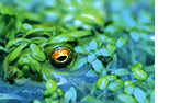 Die Europäische Naturfotografie - Bild 2