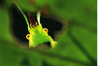 Die Europäische Naturfotografie - Bild 4