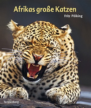 Afrikas große Katzen