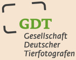 GDT