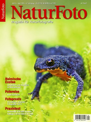 NaturFoto 4/2013