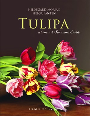 Tulipa