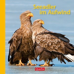 Seeadler im Aufwind